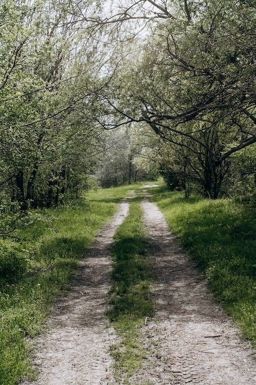 vyzývá vlastníky pozemků sousedících s obecními komunikacemi o kontrolu, úpravy nebo i kácení zeleně, která roste v blízkosti komunikací.