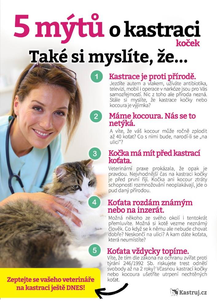 Chcete si pořídit koťátko? Před tím si přečtěte následující článek