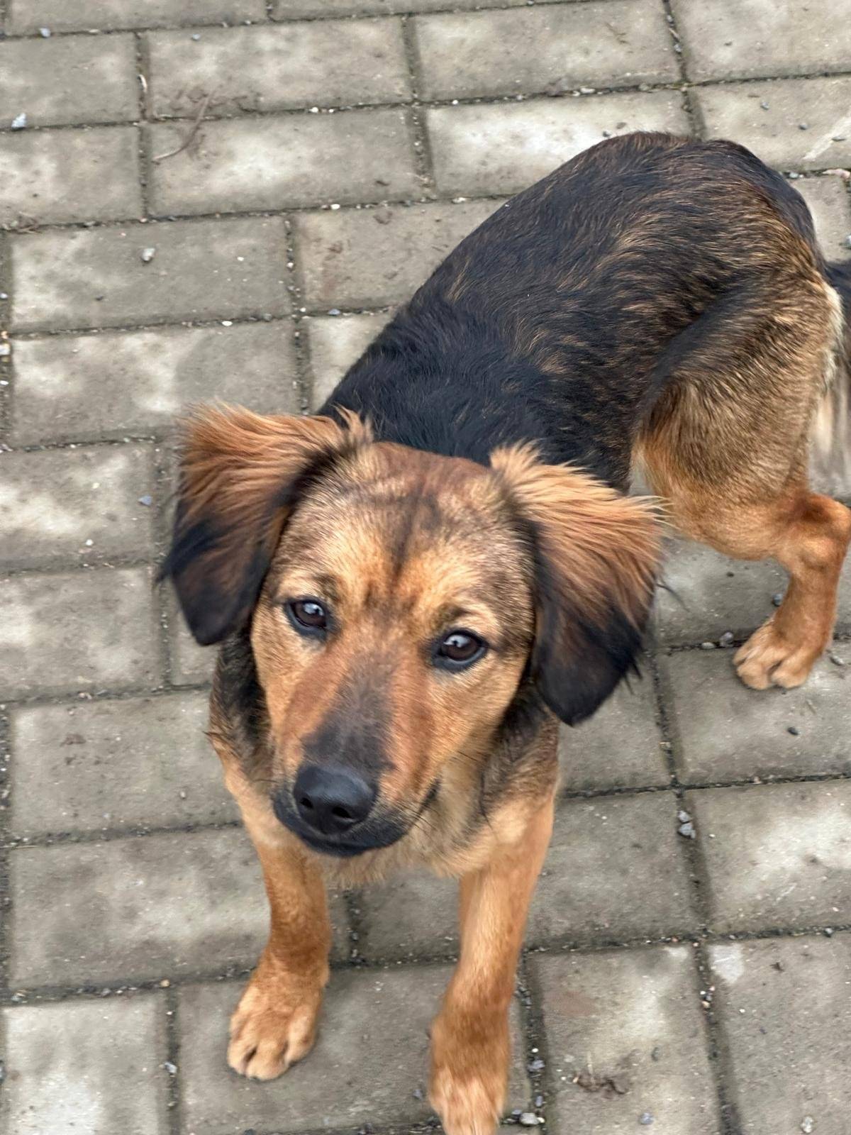 V pátek 31.1. bylo nalezeno štěně nezjištěné rasy původu. Předpokládáme, že bylo vysazeno z projíždějícího auta. Štěně se pohybuje v okolí bytovek za domovem pro seniory. Je socializované a nekonfliktní. Pokud štěně na fotografiích poznáváte, ozvěte se na číslo 770 651 441 nebo 603 206 945. Ozvat se mohou i zájemci o osvojení štěněte.