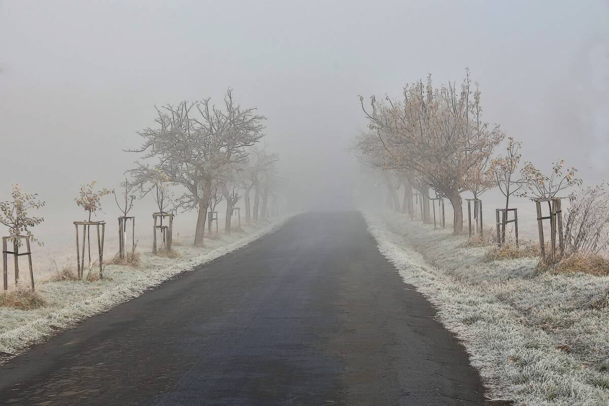 V anketě Alej roku 2024 získala nominovaná halounská jabloňová alej od sv. Izidora první místo ve středočeském kraji.