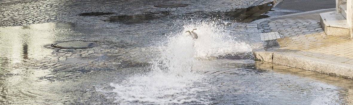 Vážení občané, Z důvodu opravy provozní havárie na vodovodním zařízení bude dne 10.2.2025 od 10:20 hod do 10.2.2025 cca 12:00 hod přerušena dodávka pitné vody v obci Novosedlice. Náhradní zásobování nebude zajištěno. Za vzniklou situaci se svým zákazníkům omlouváme. Upřesnění místa: ul. Valentinská, Trnovanská, Nezvalova, Míru, Malodrážní, Jindřišská, Hraniční   Severočeské vodovody a kanalizace, a.s.