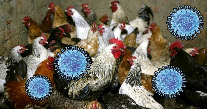 Vážení spoluobčané, upozorňuji, že jsme jako obec byli zhrnuti do 10 km okruhu, kde bylo zaznamenáno několik případů ptačí chřipky. Obyvatelé jsou vyzýváni k opatrnosti a dodržování hygienických opatření, aby se minimalizovalo riziko přenosu onemocnění na domácí ptactvo a lidi.