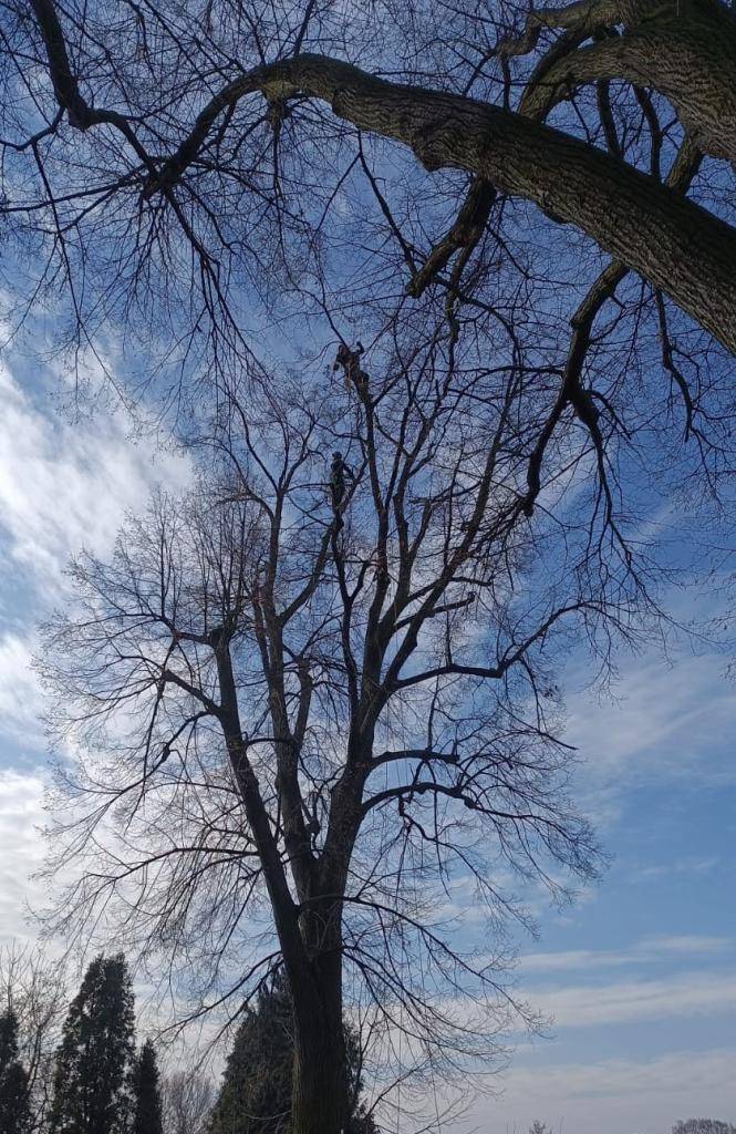 Dnes byly zahájeny arboristické práce dle projektu „Obnova zeleně v intravilánu městyse Bezno“. V rámci tohoto projektu dojde k odbornému ošetření stávajících stromů, kácení nebezpečných stromů a výsadbě nových. Část nákladů bude pokryta dotací z Operačního programu Životní prostředí.