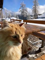 K chatě patří i tahle obyvatelka...