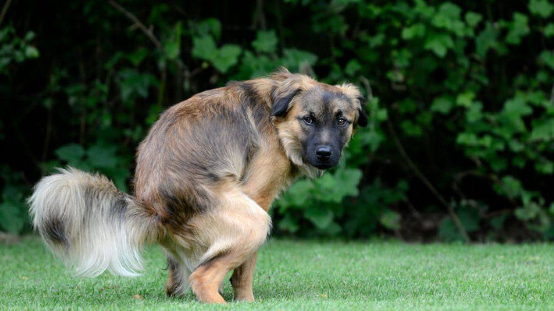 Psie exkrementy - oznam!