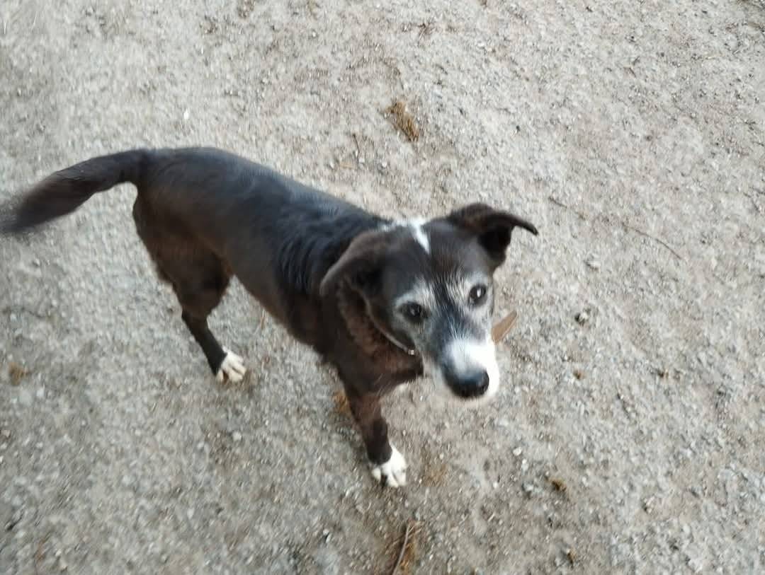 Dne 18.2. se ztratila fenka z Velkého Ježova, jmenuje se Elina, hůře chodi, slyší, a je placha. Je středního vzrůstu, hubená stářím, černo bílá, kde černá převažuje. Je to kříženec, má obojek proti blechám a červený široký obojek. Za jakékoli info budu rád Michal Drajko, 605041671.