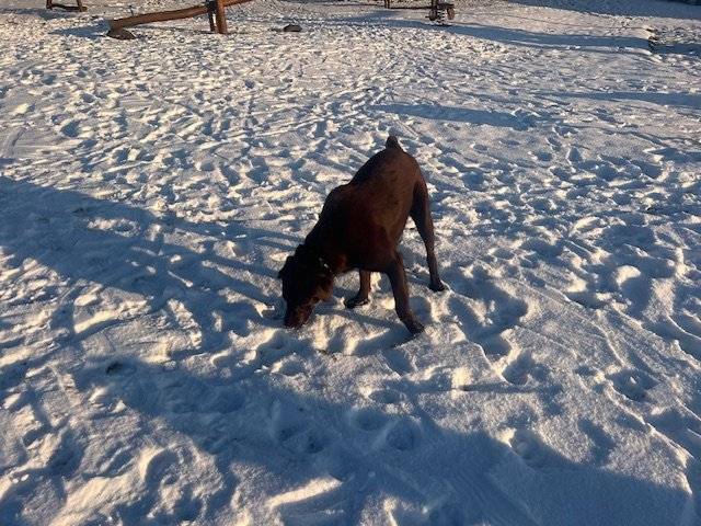 Dobrý den, dnes odpoledne se v obci Všeň nalezl pes Labradorský retrívr hnědé barvy - pes. Kdyby jste prosím někdo věděl kam by mohl patřit, poprosíme o info.    Více info  tel. 602191533
