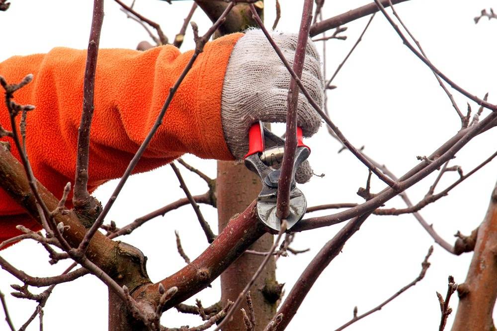 Vážení spoluobčané : Oznamujeme, že od  1. 3. 2025 a to každou sobotu od 11.00 hod. do 12.00 hod. otevíráme skládku v Lišicích. V Lišičkách se otvírá na odvyklém místě jenom pro ořezané větve. Přeji hezký den  s pozdravem  Tomáš Černý
