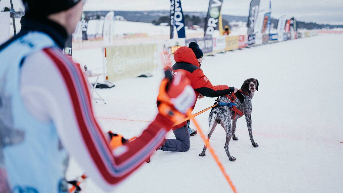 Pes, který nastoupí do takto velkého závodu, by měl být dobře ovladatelný a nekonfliktní.