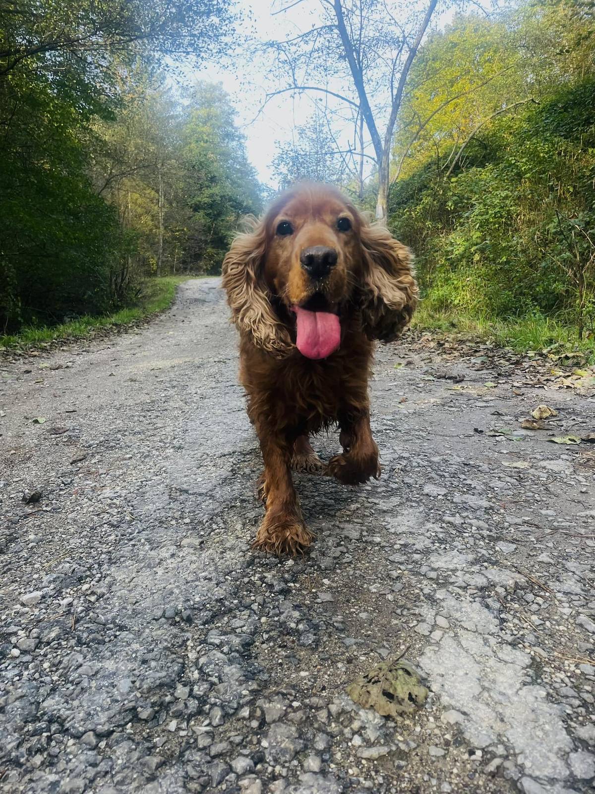 Stratil sa pes - kokršpaniel. Reaguje na meno Shagy. Kto ho nájde alebo ho videl, nech sa ozve na tel. č. 0903 493 743 alebo na č.d. 527.