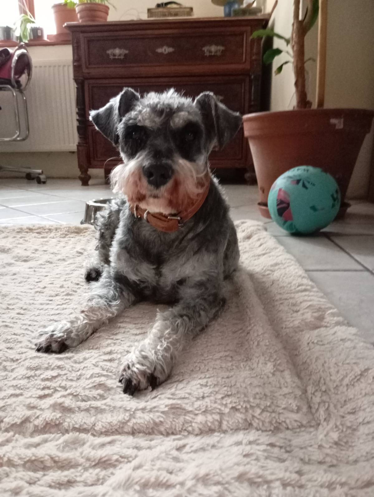 Hledá se Viky!!! Menší šedý knírač. Ztracen v Krompachu, Valy 203. Pejsek není místní a nezná to zde. Pokud ho uvidíte, prosím volejte 728 660 801 nebo Obecní úřad. Děkujeme!