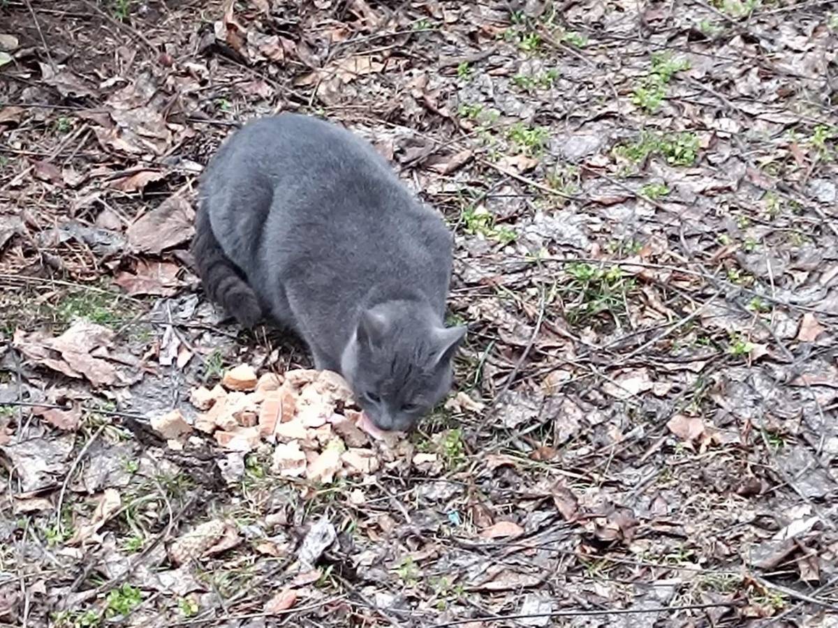 Dnes 27.2.2025 ráno byla v areálu KBP (Temac) nalezena kočka. Majitel si jí může vyzvednout po dohodě na tel. čísle 722 932 387.