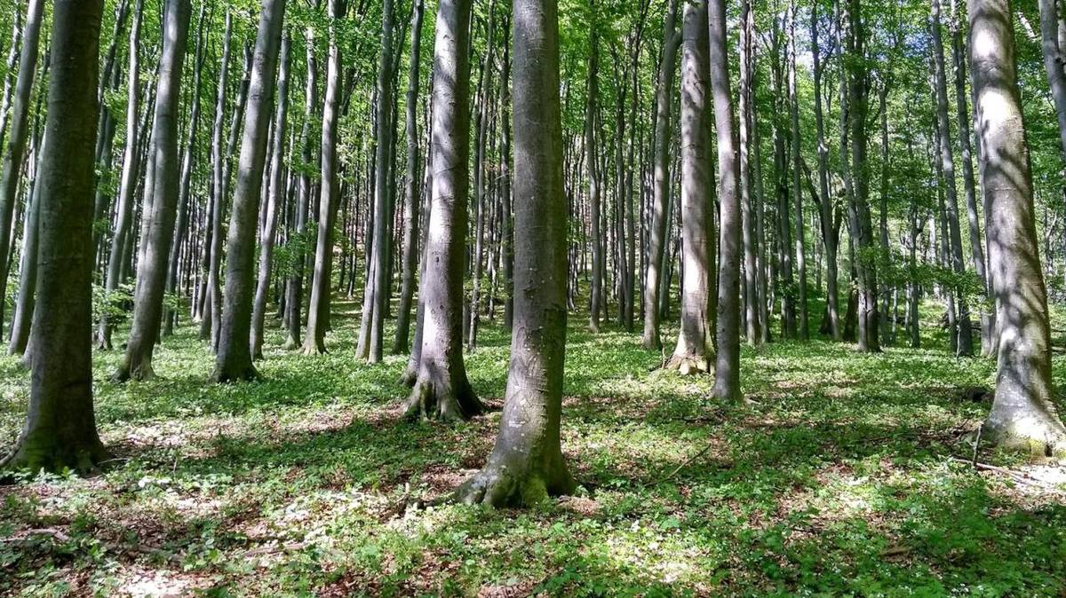 Ochrana lesov pred požiarmi