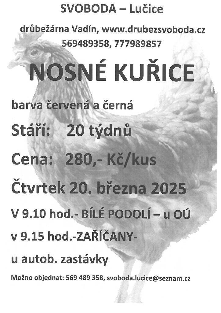 Prodej nosných kuřic barva červená a černá, stáří 20 týdnů.