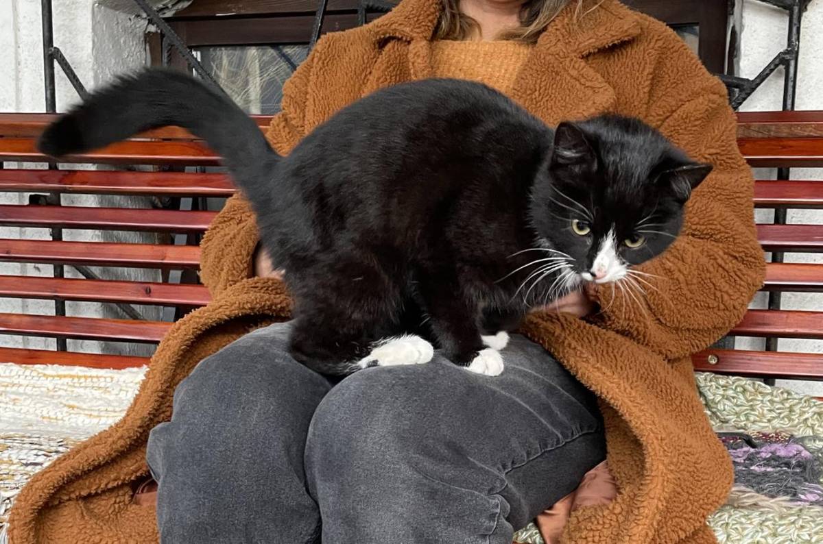 u č. p. 55 (Advaita) bylo nalezeno odrostlé černobílé kotě, hledá se původní majitel