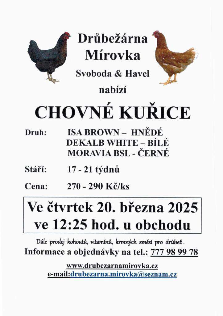 Chovné kuřice 20.3.2025