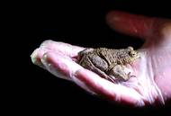 Bath, Velká Británie: Dobrovolníci pomáhají přesunout žáby a čolky přes silnici během každoroční migrace k jezírkům.