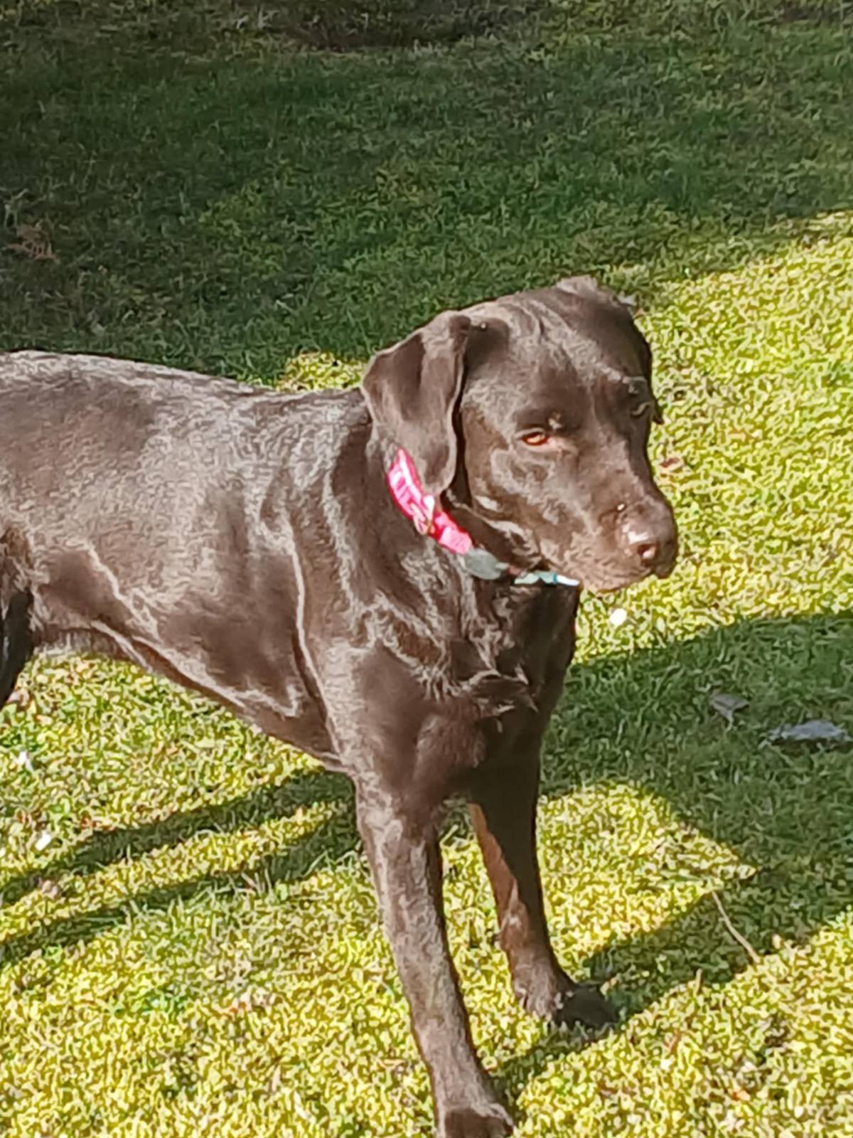 Nevite někdo čí je? Byl na zahrade Oradouska 81 u Zamečniků...aktuálně ale překočil již k Hanzlíkům... a nejspíše se bude pobybovat dále. Nevypadá zlý, ale mladý a aktivní. Pokud nezjistíme bude nutné volat odchytovou stanici....