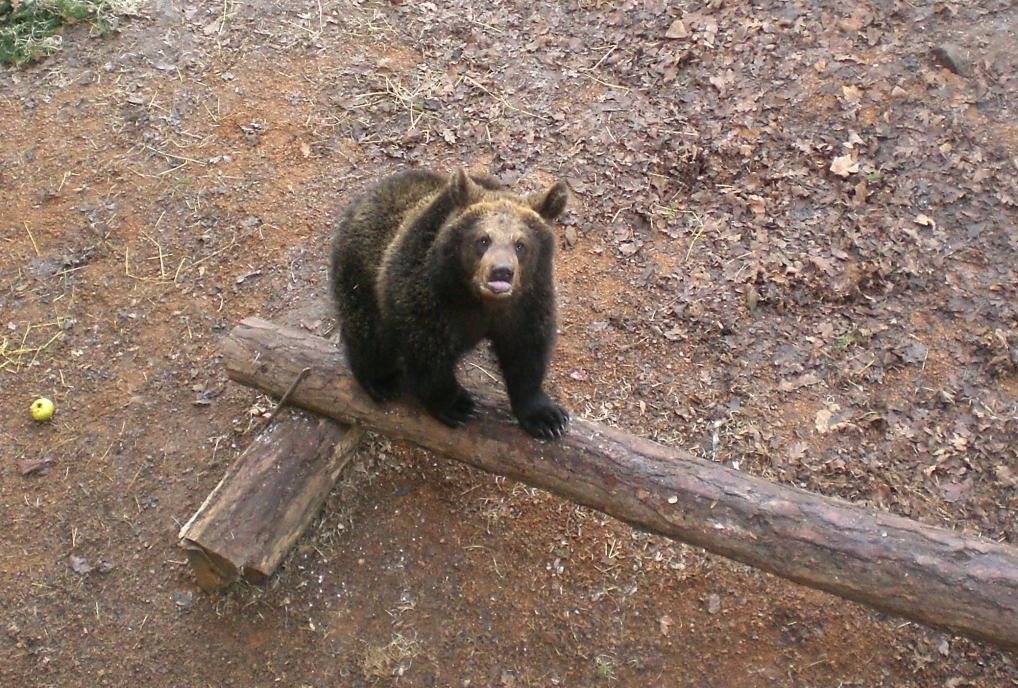 Obec Točník založila novou petici: Nechte medvědy na Točníku! Více na webu: https://e-petice.cz/en/petitions/nechte-medvedy-na-tocniku-.html   Svým podpisem petice můžete podpořit zachování medvědů na hradu Točník.