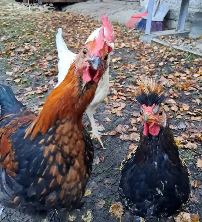 abízí  v naší obci dne 14.3.2025 od 13:45 do 14:00 hodin k prodeji kuřice různých barev, chovné kohouty, krmné směsi a vitamíny. Místem prodeje je Rybníček  - u prodejny potravin.