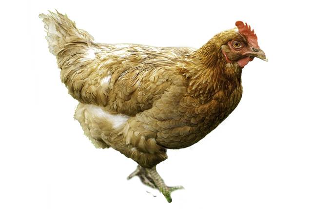 Firma Svoboda Lučice bude prodávat v úterý 25. března 2025 v 14.25 hodin u obecního úřadu nosné kuřice, stáří 15 - 21 týdnů, cena 245 - 280,- Kč/kus.    Objednání je možné na  tel.: 569 489 358 nebo emailem svoboda.lucice@seznam.cz