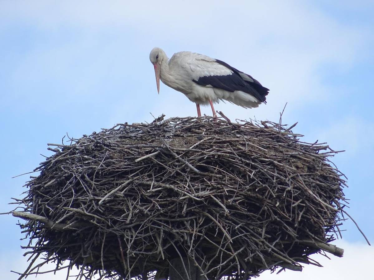 Přikládáme fotky z kontroly čapího hnizda.