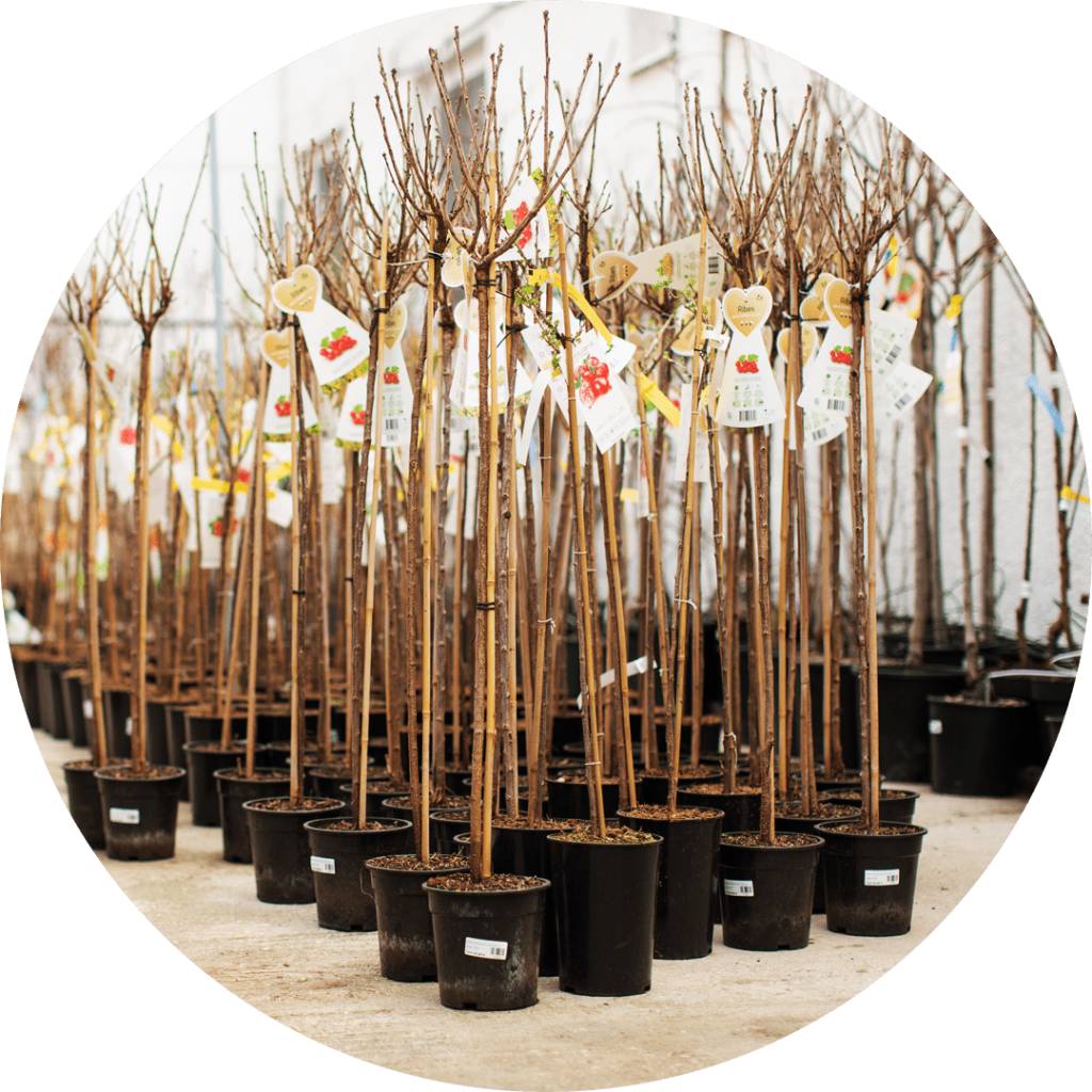 1. Dětské maškarní 15.3.2025   2. Prodej ovocných stromků a keřů Ludes z Třebíče 17.3.2025  3. Prodej Kuřic a kohoutů Drůbežárna Prace 18.3. 2025  4. Prodej stromků JUKKA 19.3. 2025