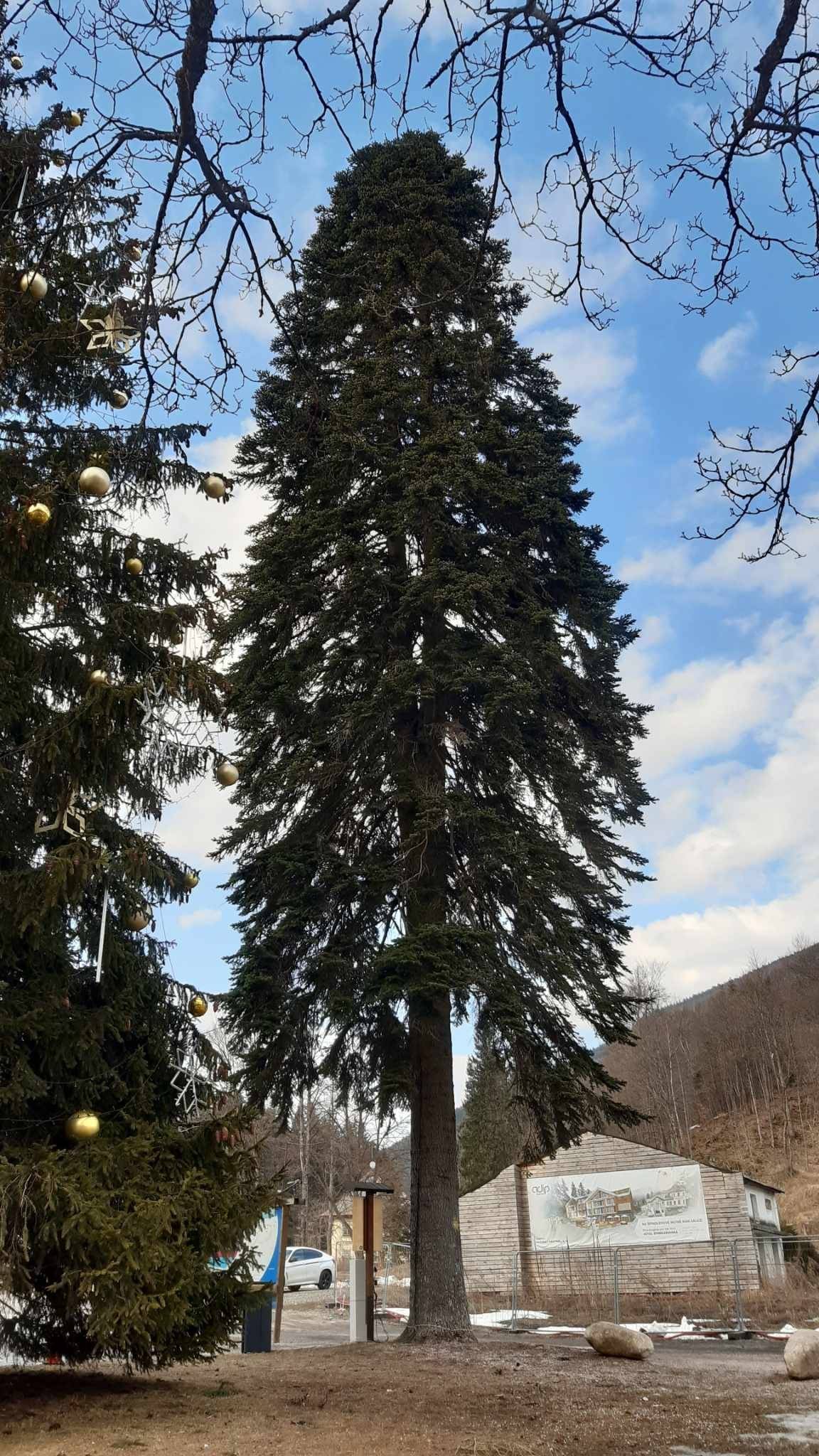 Vážení spoluobčané, obracím se na vás v souvislosti s památnou jedlí v centru města, která již mnoho desetiletí tvoří nedílnou součást našeho náměstí. Tento krásný a vzrostlý strom je pro nás nejen symbolem přírody uprostřed města, ale i místem, ke kterému se vážou vzpomínky mnoha generací. O to těžší je mluvit o opatřeních, která musí být v těchto dnech provedena. Na základě odborného posouzení arboretistů a doporučení přistoupil KRNAP, který se o památnou jedli stará, k nezbytnému kroku – odbornému ošetření stromu, kdy dojde i ke zkrácení této jedle. Strom je totiž výrazně přerostlý a jeho kmen zůstává poměrně útlý. Bude zde tedy provedena ochranná vazba, která jeho stabilitu zvýší. Bohužel, z důvodu velké výšky jedle musí dojít i k jejímu zkrácení. Riziko pádu stromu nebo jeho zlomení nemůže město brát na lehkou váhu. Jde o ohrožení nejen kolemjdoucích, ale i projíždějících vozidel a celkového bezpečí na náměstí. KRNAP udělal vše pro to, aby zásah byl co nejcitlivější a strom mohl dál pokračovat ve svém životě. Věříme, že i přes tuto změnu zůstane součástí našeho společného prostoru. Chápu, že pro mnohé z vás může být tato zpráva bolestivá. I nám je to líto. Každé rozhodnutí, které se dotýká našich památek a přírodních symbolů, je nesmírně složité. Vždy ho však činíme s maximální odpovědností, respektem k historii i budoucnosti našeho města a především s ohledem na bezpečnost všech, kteří zde žijí. Děkuji vám za pochopení a věřím, že i nadále budeme společně pečovat o naše město s láskou a respektem. S úctou     Martin Jandura Starosta Města – Špindlerův Mlý