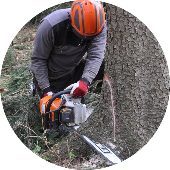 Nabídka na ořez stromů a rizikového kácení.