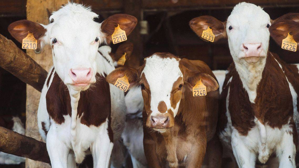 slintačka a krívačka u hospodárskych zvierat