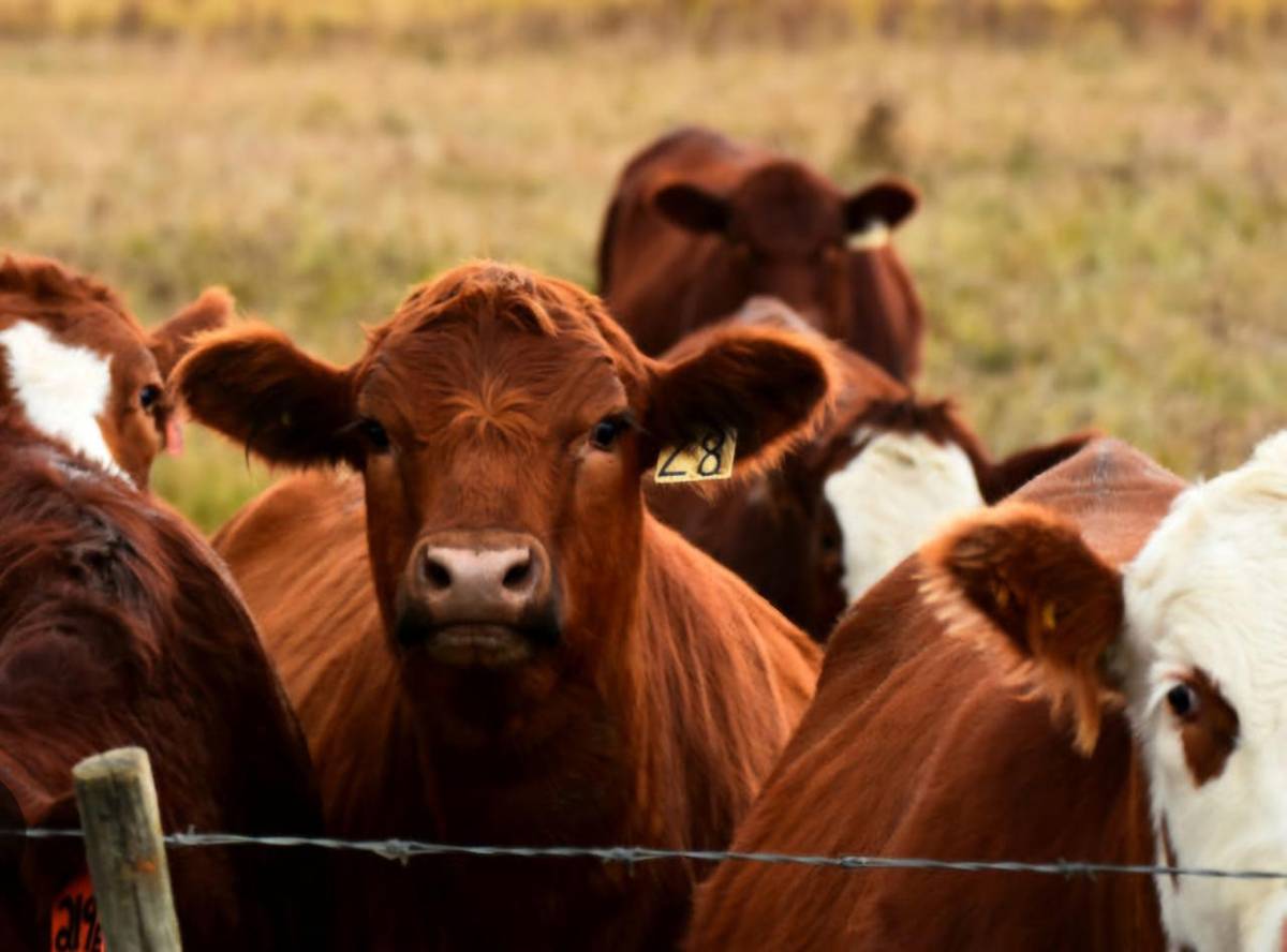 Vyhlásenie mimoriadnej situácie na celom území SR v súvislosti so šírením nákazy slintačky a krívačky dňa 25.03.2025 od 13:00 hod...
