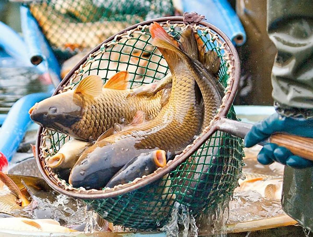 Rybářství Tovačov bude ve středu 26. března od 13:45 do 14:15 hod. v Dolanech na návsi prodávat živé ryby. V nabídce bude KAPR v ceně 120 Kč/kg, PSTRUH DUHOVÝ za 194 Kč/kg, TOLSTOLOBIK za 80 Kč/kg a AMUR za 130 Kč/kg.