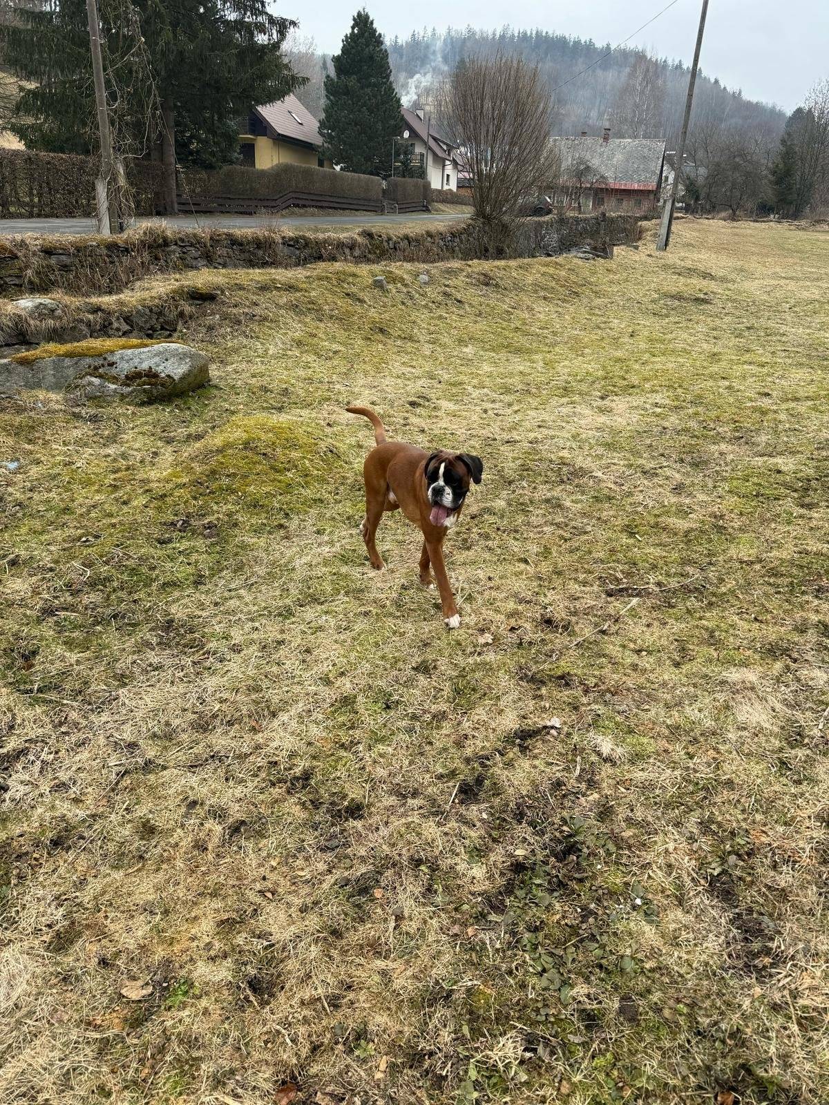 U Boudy Na Potoce se objevili dva psi. Kdo je postrádá, volejte 720311977.