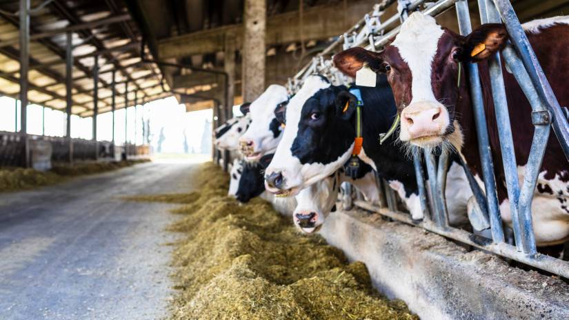 Mimoriadne núdzové opatrenie – slintačka a krívačka 2025, s platnosťou a účinnosťou od 21. 3. 2025 do odvolania.