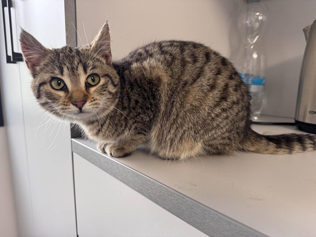 Hledá se majitel, mourovaté kotě (kočička) dnes nalezena u kruhového objezdu nad Kravařemi. Zatím umístěna ve Sběrném místě. Volejte 601 508 413.