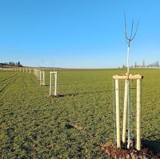 10. března 2025 bylo vysazeno 56 ovocných stromů na bývalé obecní cestě směrem na Holšiny.