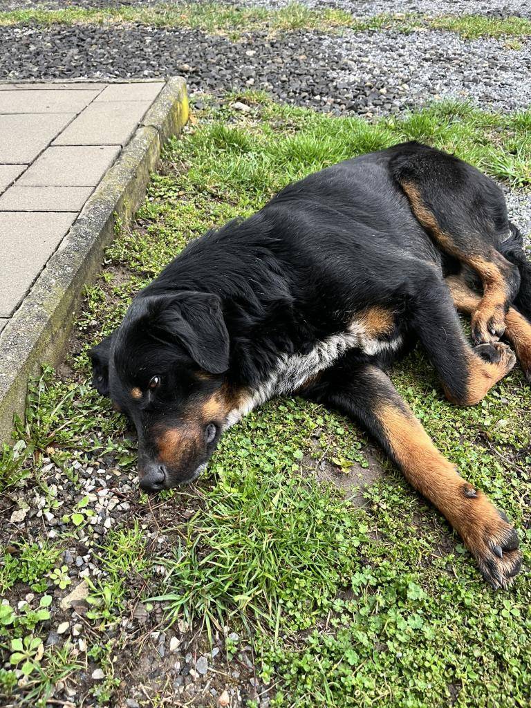 V našej obci sa potuluje čierny pes neznámej rasy. Ak ste vlastníkom tohto psa alebo poznáte jeho majiteľa, prosíme vás, aby ste nás kontaktovali. Pomôžme mu nájsť svoj domov.