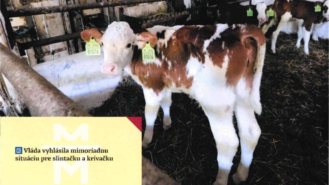 Mimoriadne núdzové opatrenie – slintačka a krívačka 2025