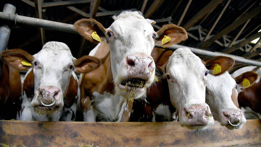 Vážení občania, v súvislosti s aktuálnymi opatreniami a vyhlásenou mimoriadnou situáciou pre výskyt ochorenia slintačky a krívačky (SLAK) dávame do pozornosti zverejnené opatrenia, ktoré sú prílohou tejto správy