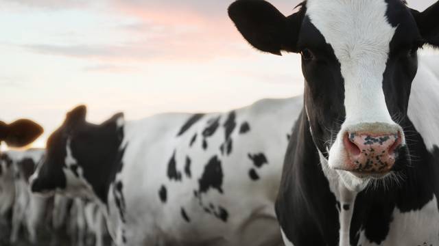 V súvislosti so slintačkou a krívačkou boli vyhlásené mimoriadne núdzové opatrenia. Regionálna veterinárna a potravinová správa Trebišov dôrazne žiada o dodržiavanie nariadených opatrení a zákazov, aby sa predišlo ďalšiemu šíreniu tejto nebezpečnej choroby.
