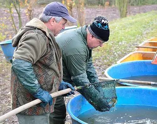 V sobotu 3.11.2012 probíhal za dohledu vodníka Bačálka tradiční výlov ryb. Kvalitní české ryby se zájemcům prodávali na hrázi. Hrála k tomu country kapela a prodávalo se občerstvení.