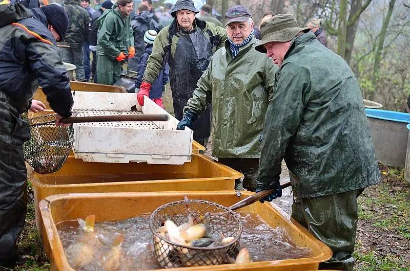 V sobotu 2.11.2013 ve Stradonicích proběhl za dohledu vodníka Bačálka tradiční výlov ryb. Kvalitní české ryby se zájemcům prodávali přímo na hrázi.
