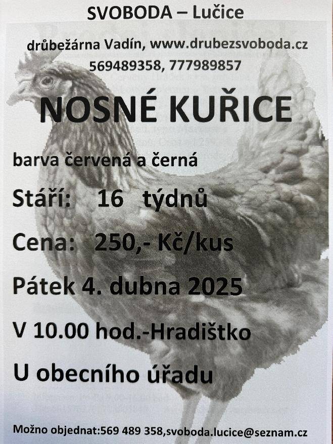 Firma Svoboda Lučice bude prodávat nosné kuřice v pátek 4. dubna 2025 v 10.00 hodin u OÚ.