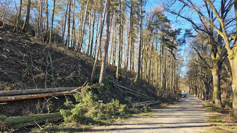 Kácení stromů podél silnice E125