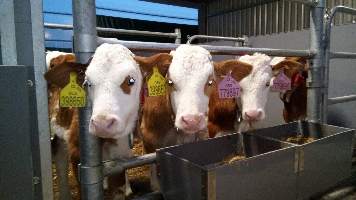 Vážení zákazníci, návštěvníci družstva ZOD Živanice, v souvislosti s nákazovou situací na Slovensku a v Maďarsku Vám s lítostí oznamujeme, že   OD PONDĚLÍ 31.3.2025 POZASTAVUJEME PRODEJ MLÉKA NA DOBU NEURČITOU. SLINTAVKA A KULHAVKA je onemocnění, které není pro člověka nebezpečné, ale pro vnímavá zvířata jako je skot, ovce a kozy je toto onemocnění vysoce nakažlivé. Při výskytu onemocnění ve stádě jsou přijímána okamžitá opatření k likvidaci ohniska, tedy veškerá vnímavá zvířata na hospodářství musí být utracena.  Chceme chránit naše zvířata před zavlečením tohoto onemocnění. Doufáme a věříme, že problémy brzy pominou a budeme Vám opět moci nabídnout naše čerstvé mléko.  Děkujeme za pochopení.  ZOD ŽIVANICE