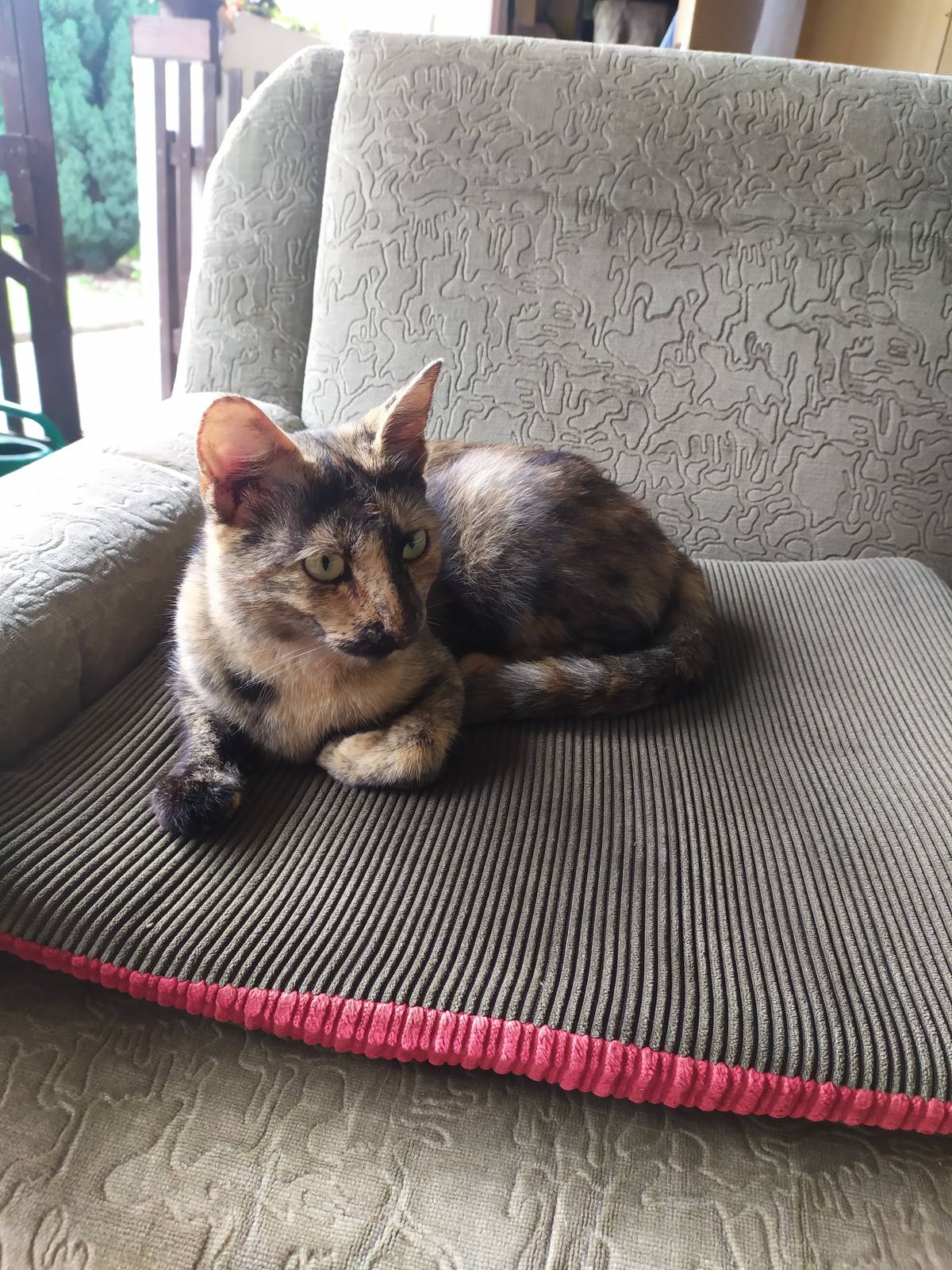 hledá sev Malešovicích dvouletá kočička, slyší na jméno čert, lokalita směl Loděnice. Pokud o ní někdo ví nebo jí našel, zavolejte na tel.: 608 871 594, děkujeme Josef Kliment