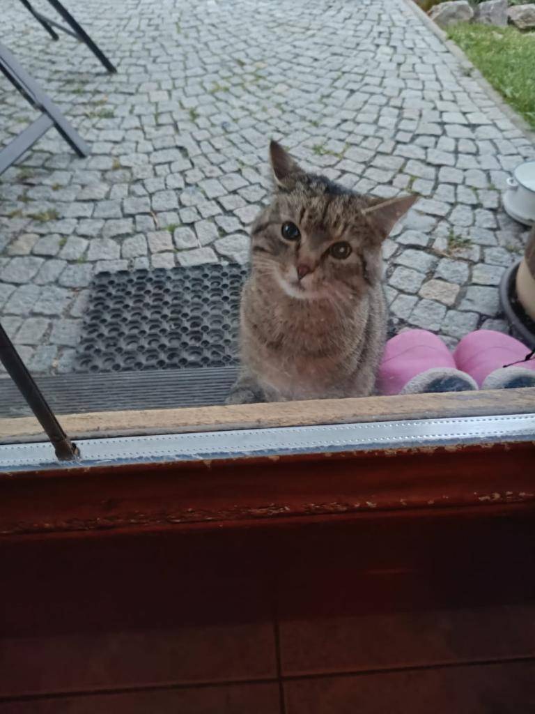 U domu č.p. 159 v Letkově se již pár dnů vyskytuje mourovatý kocourek. Majitel ztraceného zvířete ať se prosím ozve na tel: 606 134 925 - nálezce