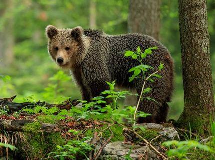 Oznámenie úrady vlády SR o vyhlásení mimoriadnej situácie spôsobenej nežiaducim výskytom medveďa hnedého (Ursus arctos) vo vybraných okresoch Slovenskej republiky podľa uznesenie vlády Slovenskej republiky č. 182 z 2. apríla 2025. Vyhlásená mimoriadna situácia od 02. apríla 2025 od 14:00 hod.