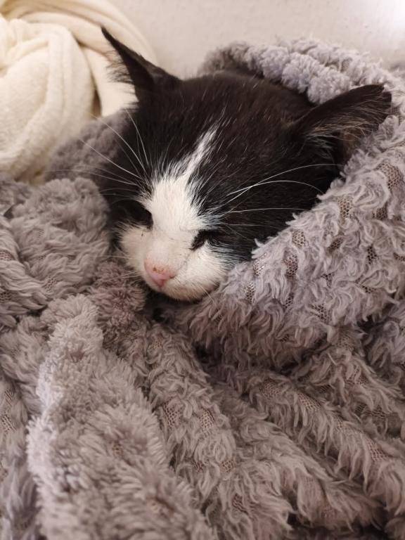 V neděli 30.3. byl nalezen opuštěný kocour poblíž domu č. 39. Komu chybí, nechť se ozve.