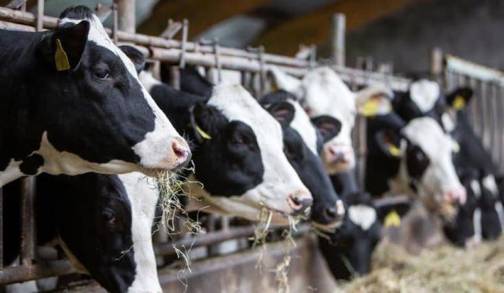 Čo robiť v postihnutých obciach a ich okolí v rámci slintačky a krívačky /SLAK/ ( preventívne opatrenia, dekontaminácia .